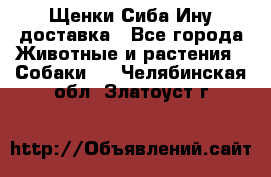 Щенки Сиба Ину доставка - Все города Животные и растения » Собаки   . Челябинская обл.,Златоуст г.